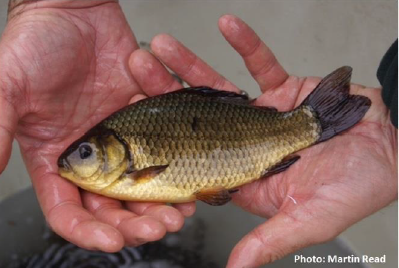 crucian carp
