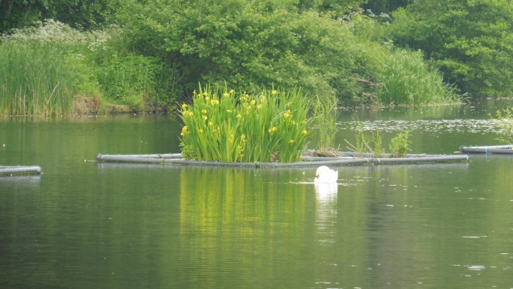 floting island