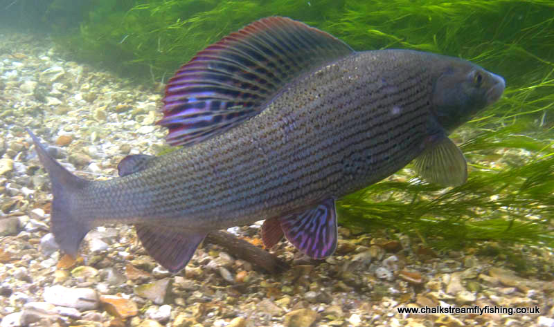 chalkstrem-grayling-11