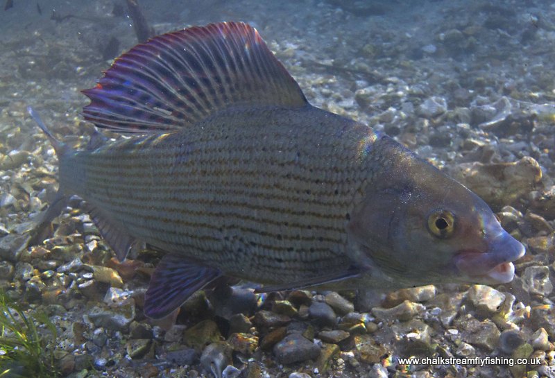 grayling-underwater-2