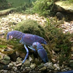crayfish