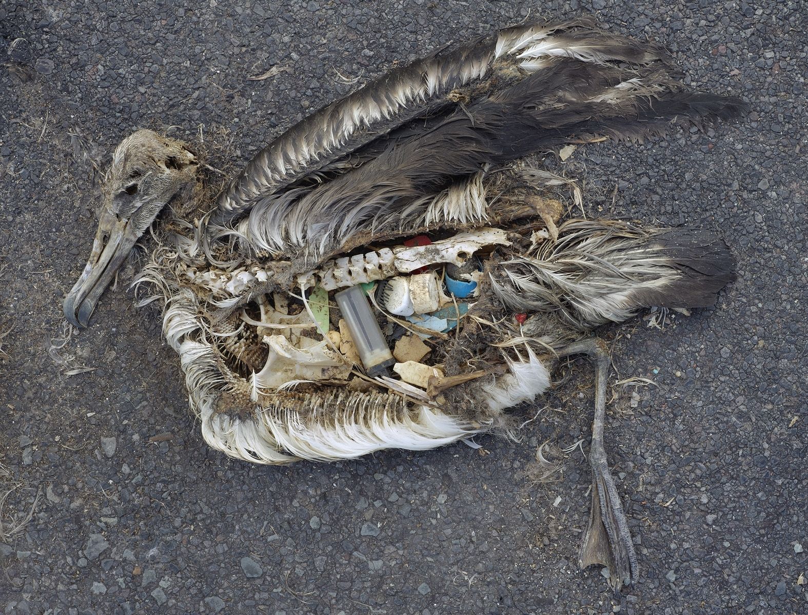 dead_albatross_chick