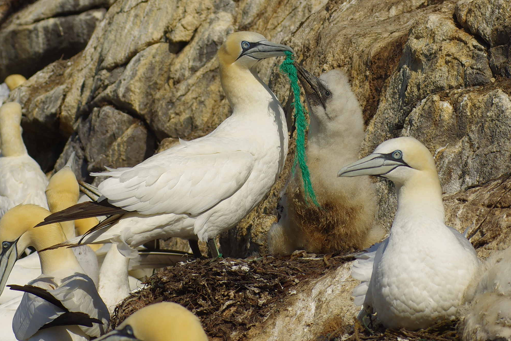 gannet_plastic