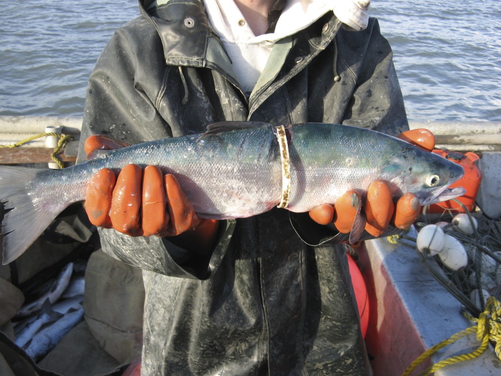 salmon_with_plastic_ring