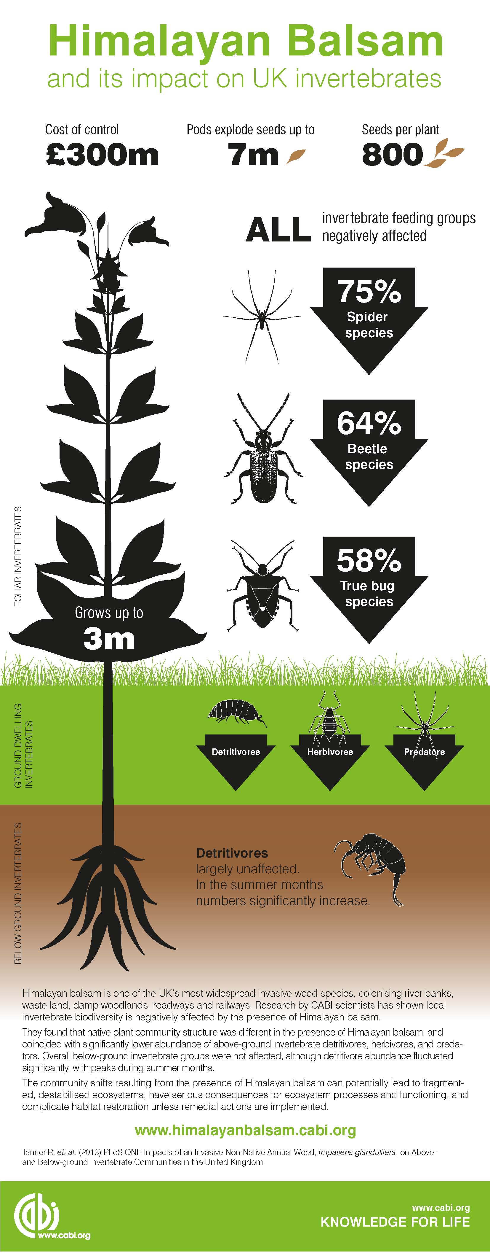 himalayan-balsam-infographic