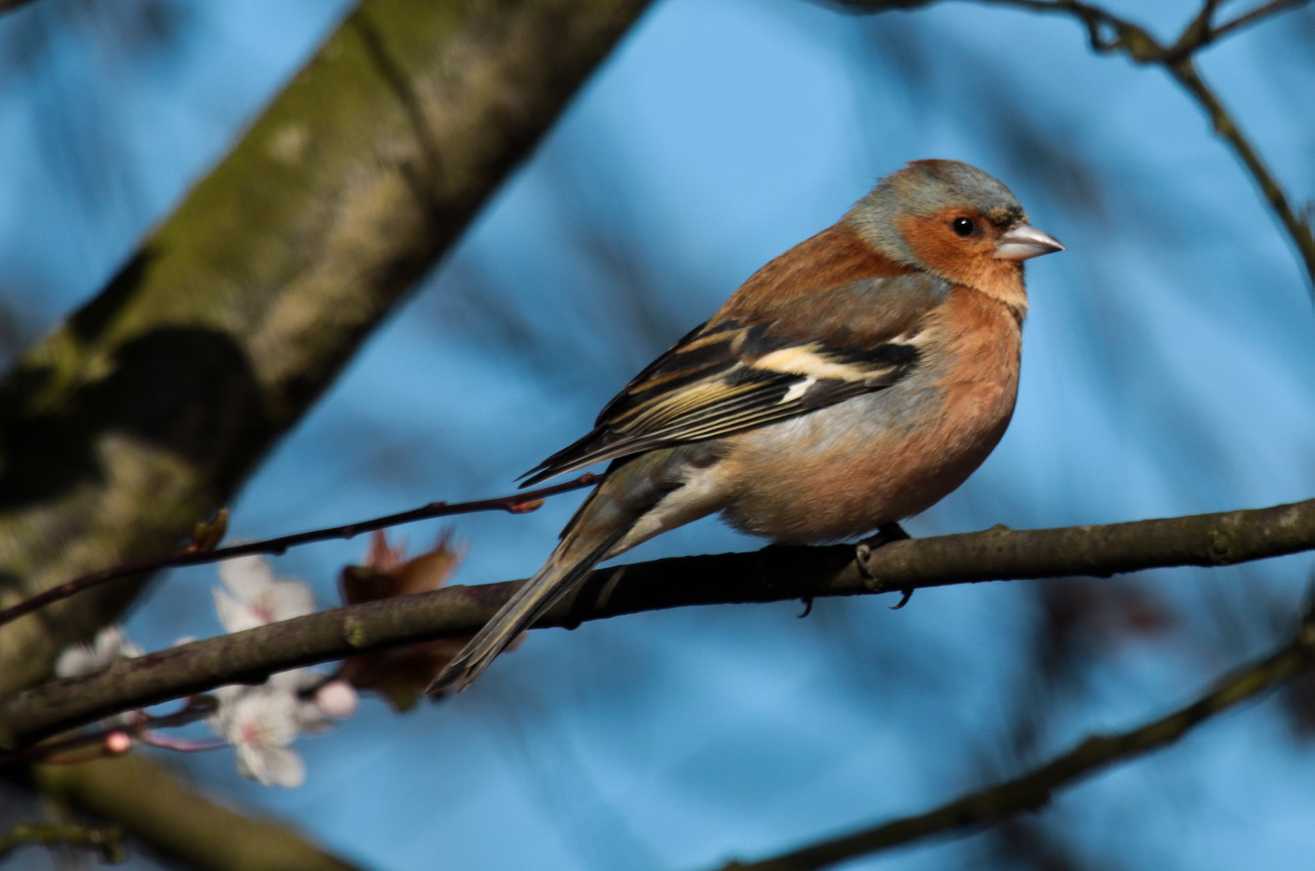 chaffinch (1)