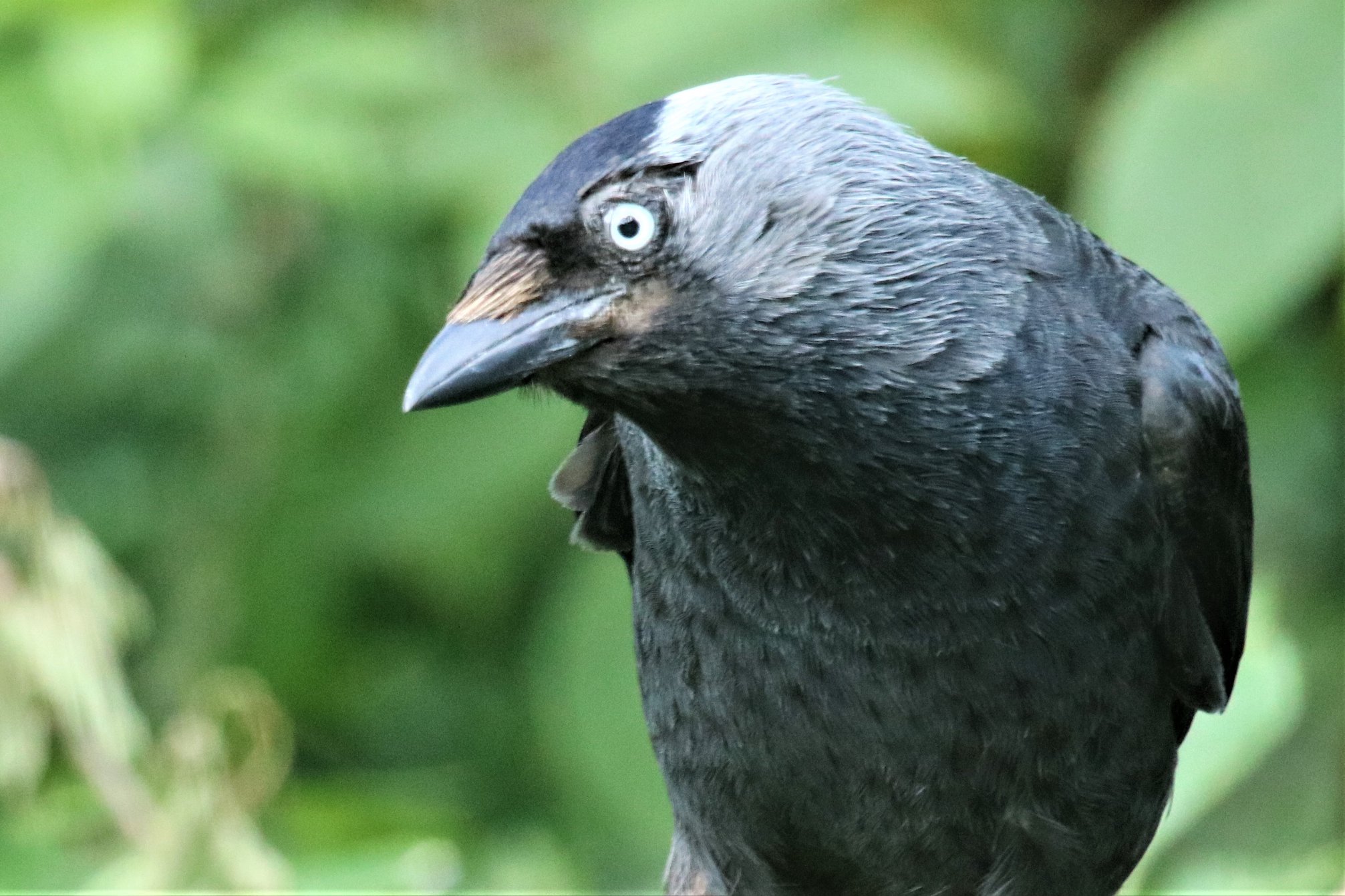 jackdaw (1)