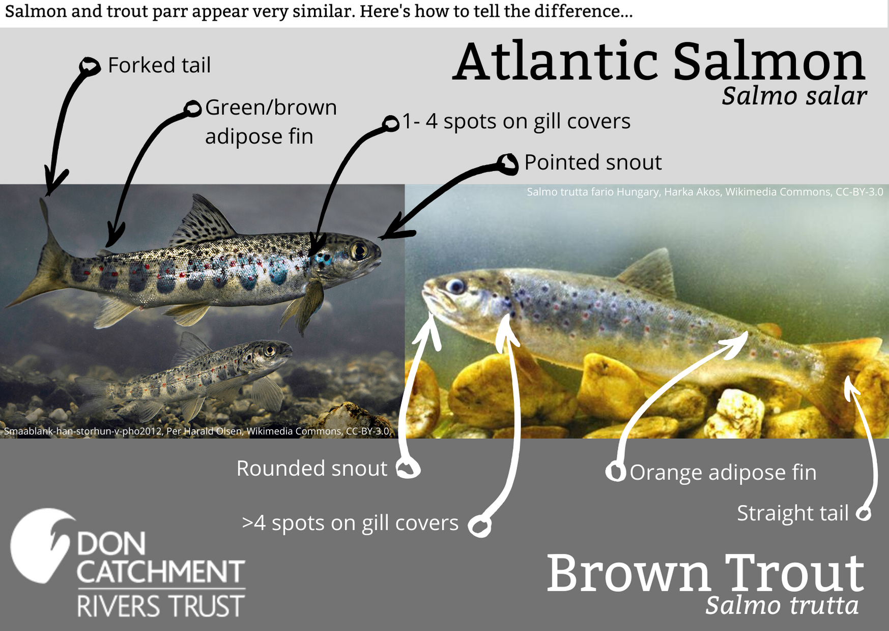 salmon trout parr