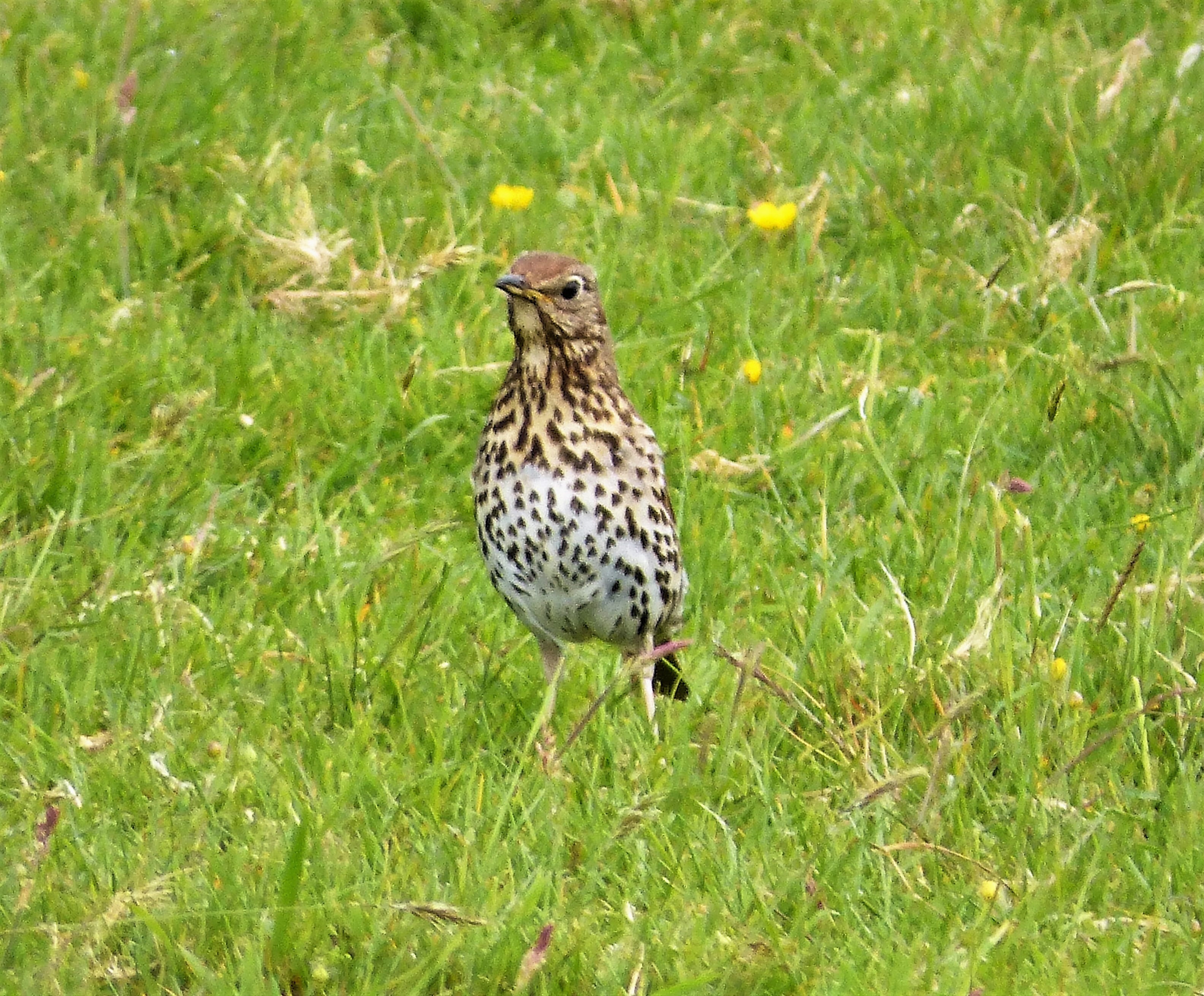 song_thrush_turdus_philomelos2c_arran_283939874250229