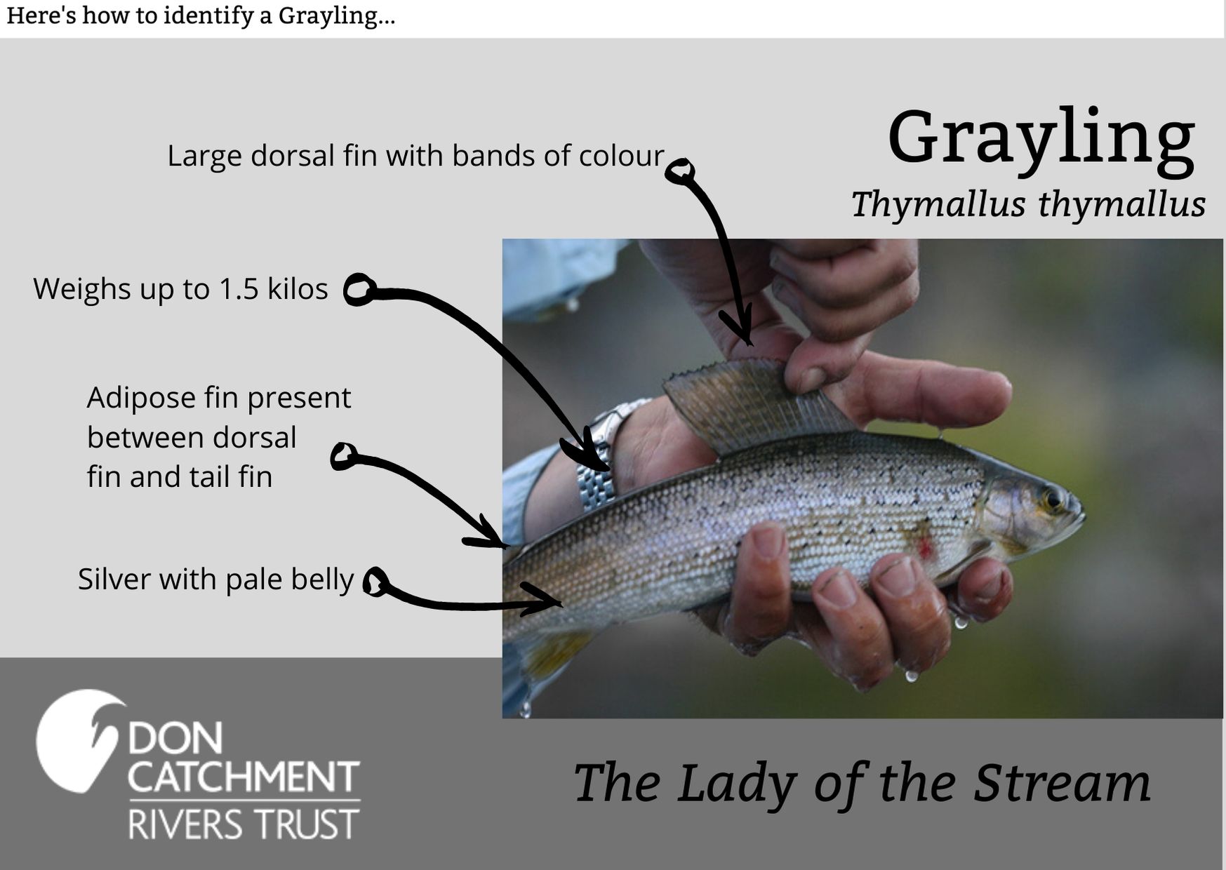 grayling id