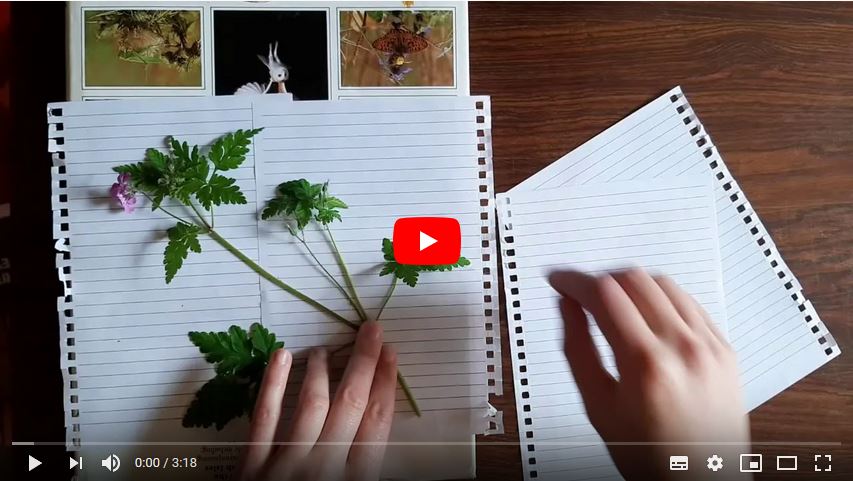 herbarium snapshot