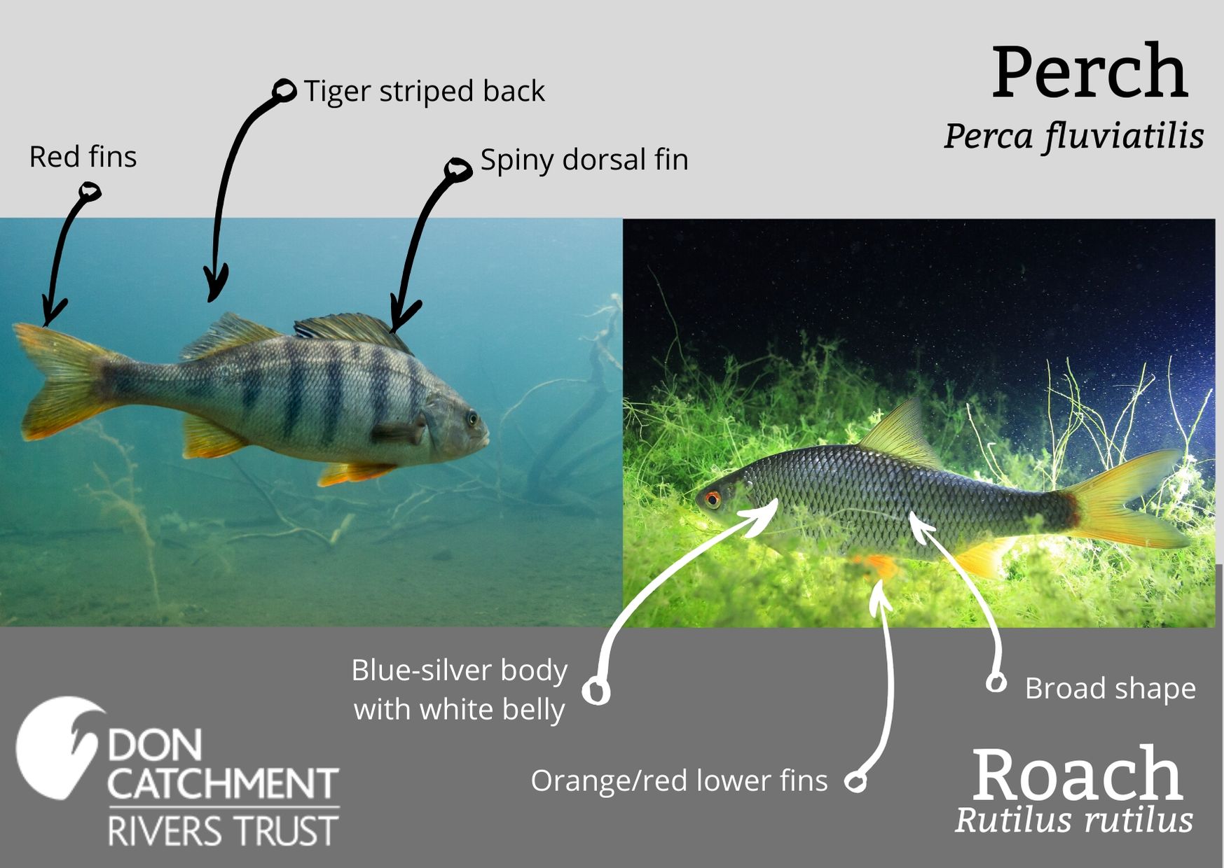 perchroach