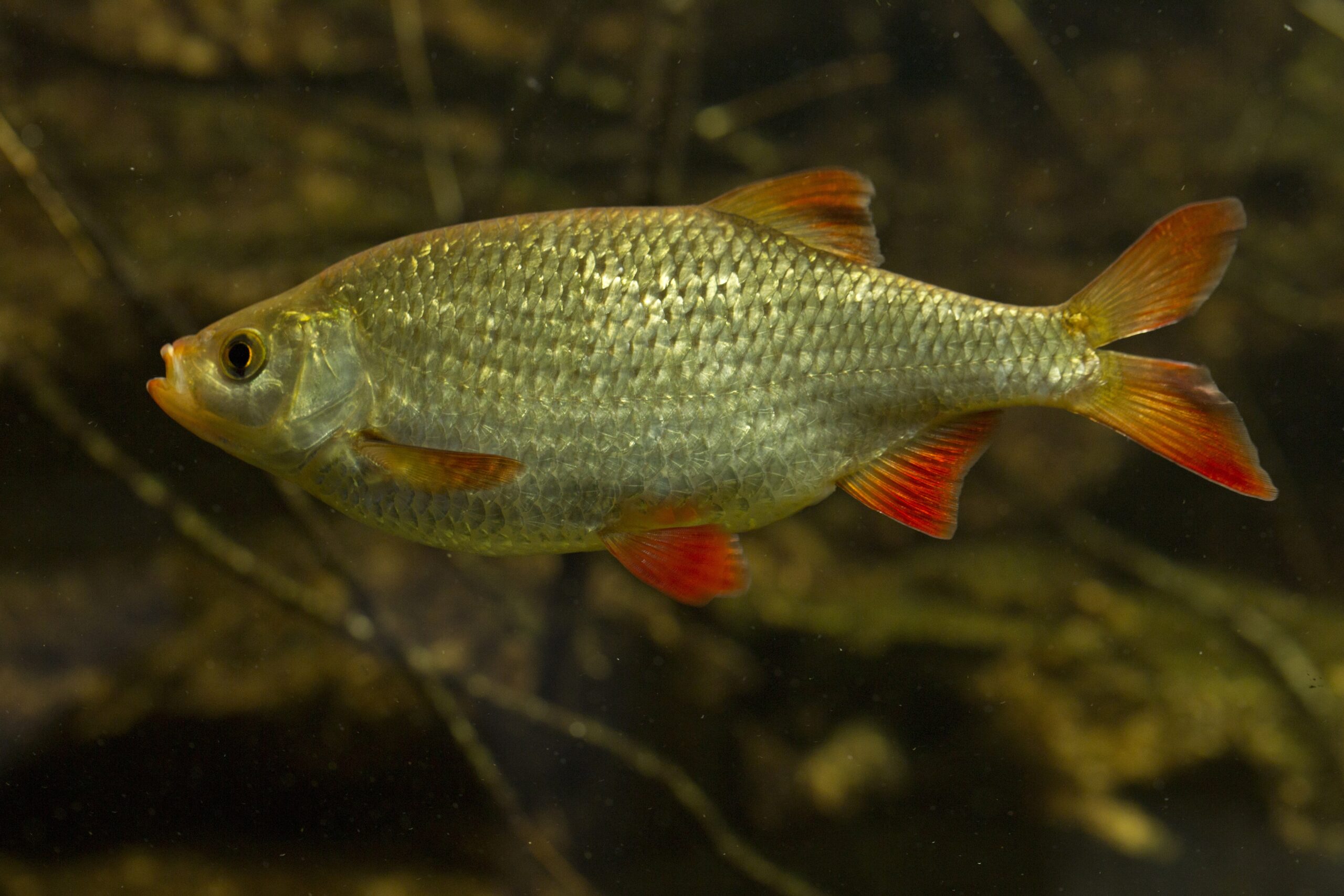 Common rudd (Scardinius erythrophthalmus). Don Catchment Rivers Trust