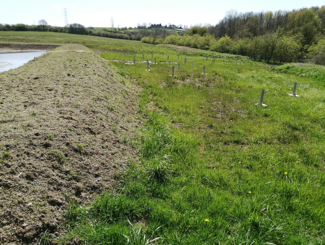 The East Field greening over and with trees planted to create wet woodland