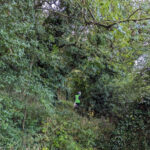 A volunteer in a high-visibility vest picking litter along an overgrown woodland path during a community litter pick in Hexthorpe Park.