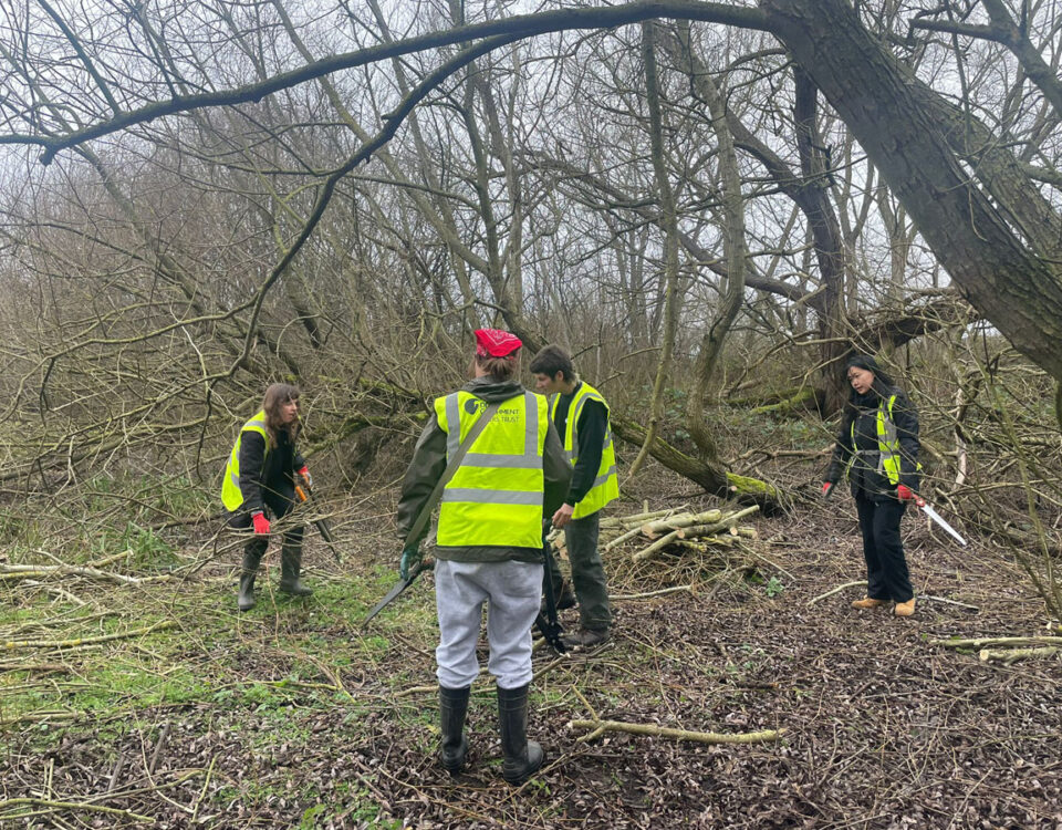 Volunteers in high-visibility vests stacking cut willow branches into habitat piles on the wetland site.