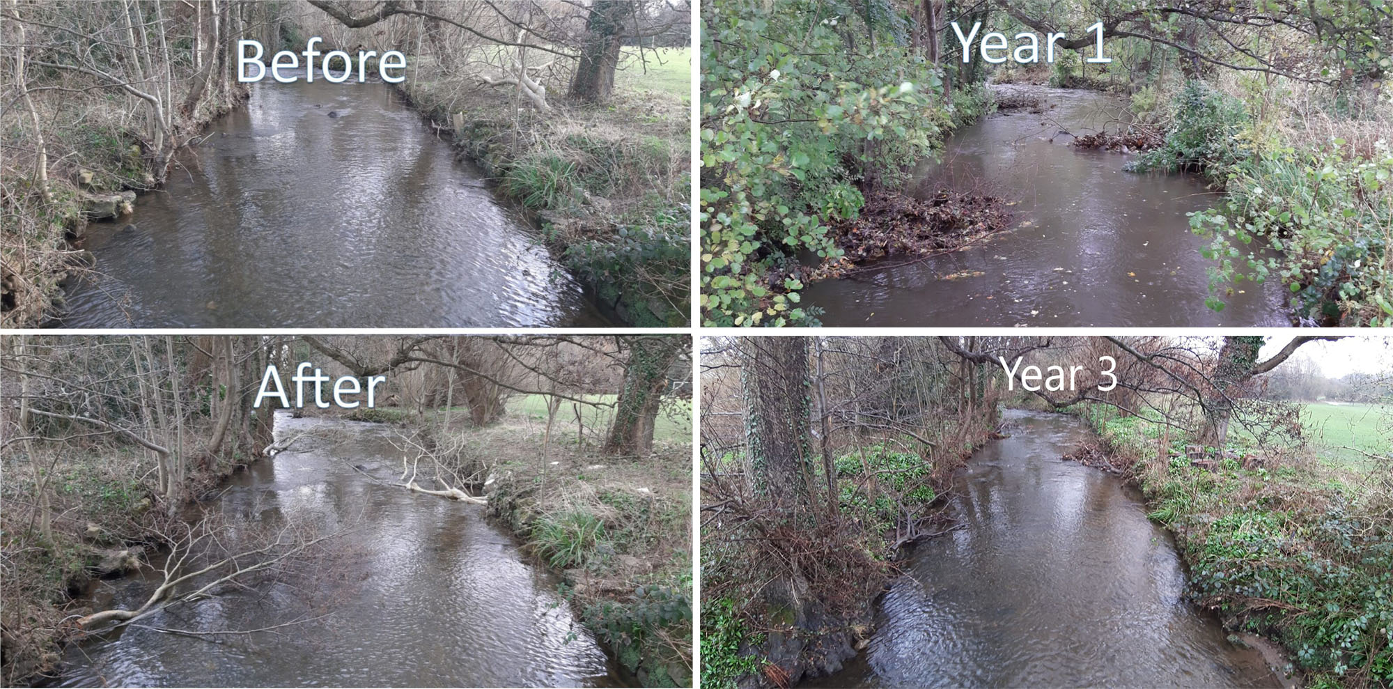 Before, after, and year 1 and year 3 comparison showing river habitat restoration at Somersall Park using large woody debris to create a more natural channel.