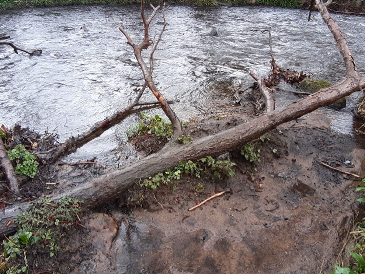 Large woody debris partially buried by deposited silt along a riverbank, with new marginal vegetation establishing and stabilising the bank.