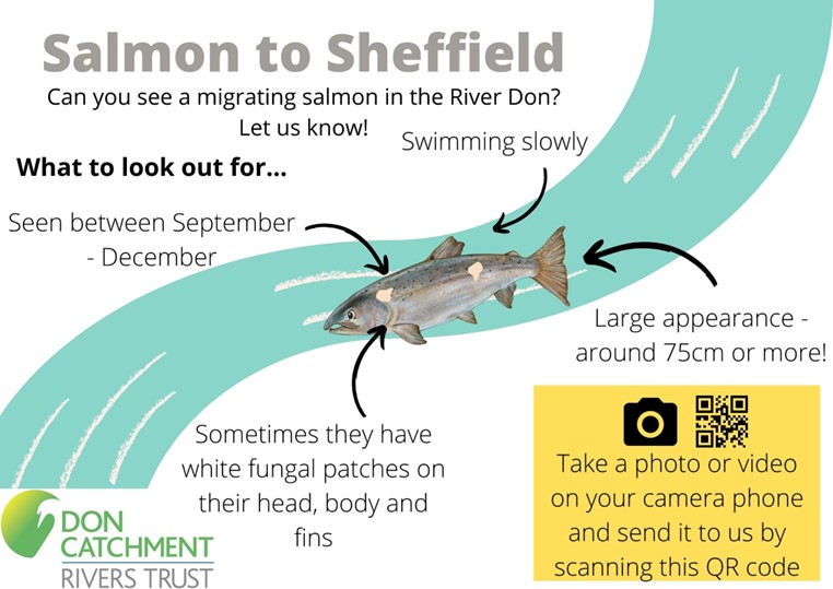 Illustrated guide showing how to identify an Atlantic salmon in the River Don, highlighting large size, slow swimming, seasonal timing, and possible white fungal patches, with instructions to report sightings.
