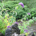 conservation and restoration scheme