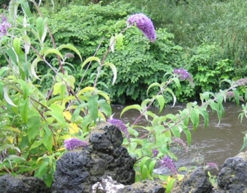 conservation and restoration scheme